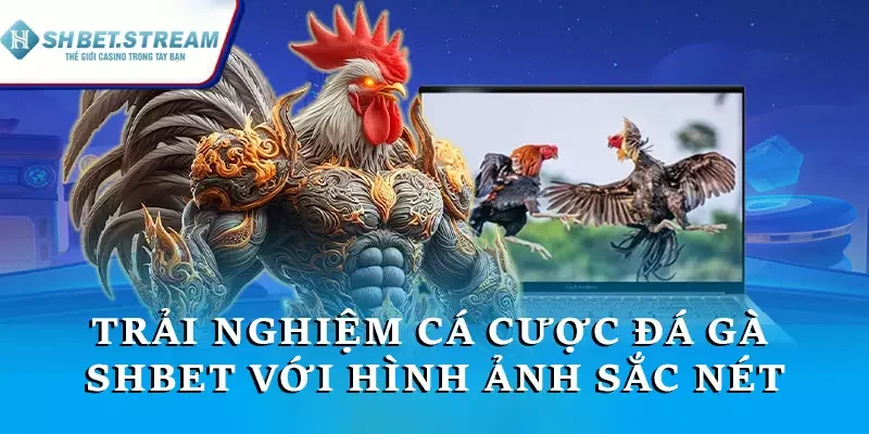 Trải nghiệm cá cược đá gà trực tuyến với hình ảnh sắc nét