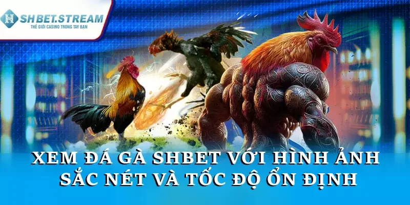 Xem các trận đá gà trực tuyến với hình ảnh sắc nét và tốc độ ổn định